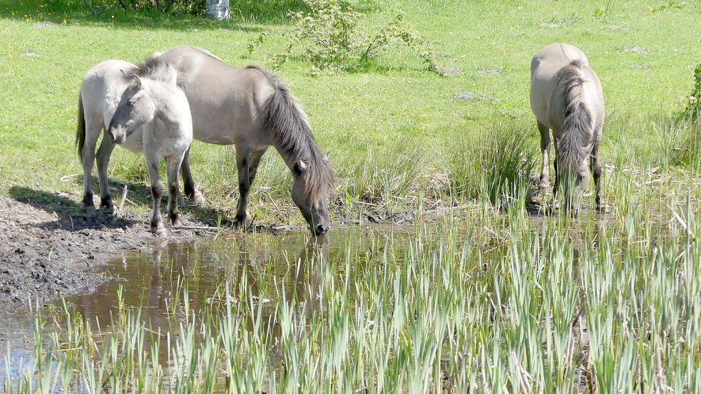 Zumindest übers Johannimarkt-Wochenende sollen die Koniks im Hessepark ungestört bleiben. Foto: Gettkowski