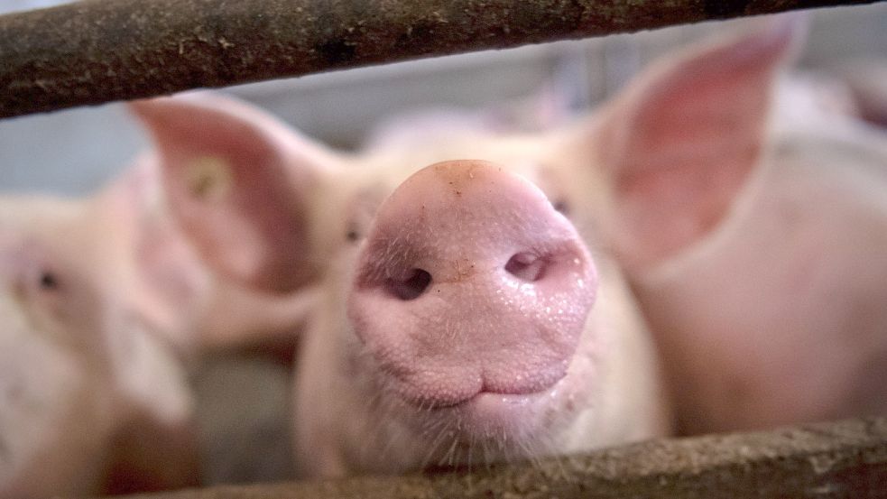 Ein ehemaliger Landwirt soll in Niedersachsen 850 Schweine sich selbst überlassen haben. Die Tiere verendeten. Foto: Sina Schuldt/dpa