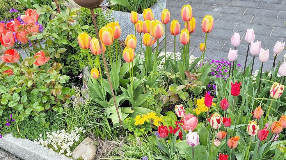 An schönen Tulpen möchte der Gartenbesitzer sich gerne mehrere Jahre lang erfreuen. Foto: Wolters
