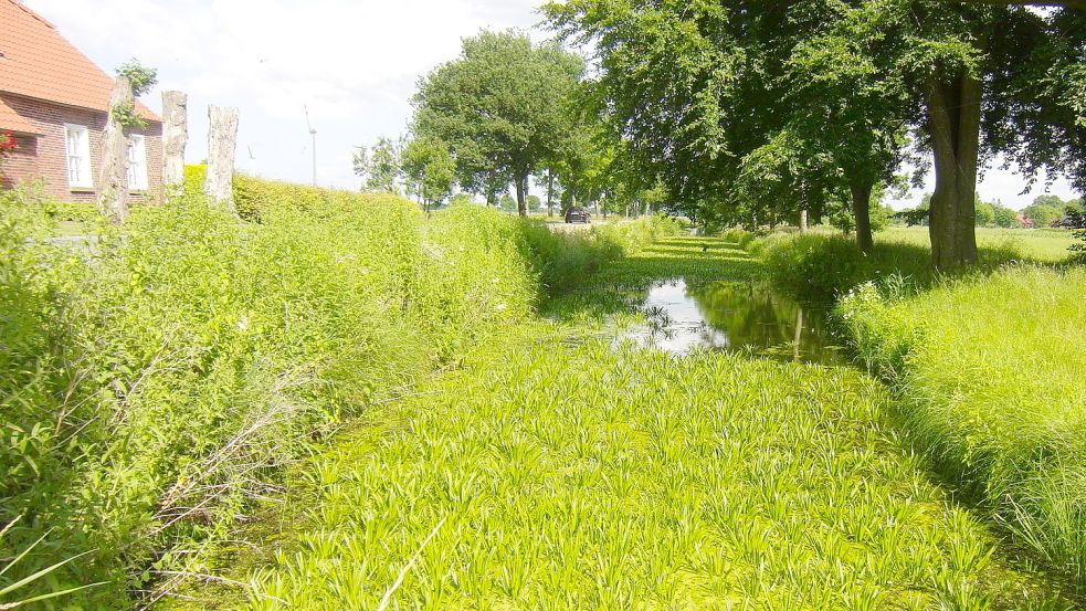 Im Sommer wird die Oberfläche der Hauptwieke zu einem grünen Teppich. Das wird wohl erst einmal so bleiben. Foto: Privat