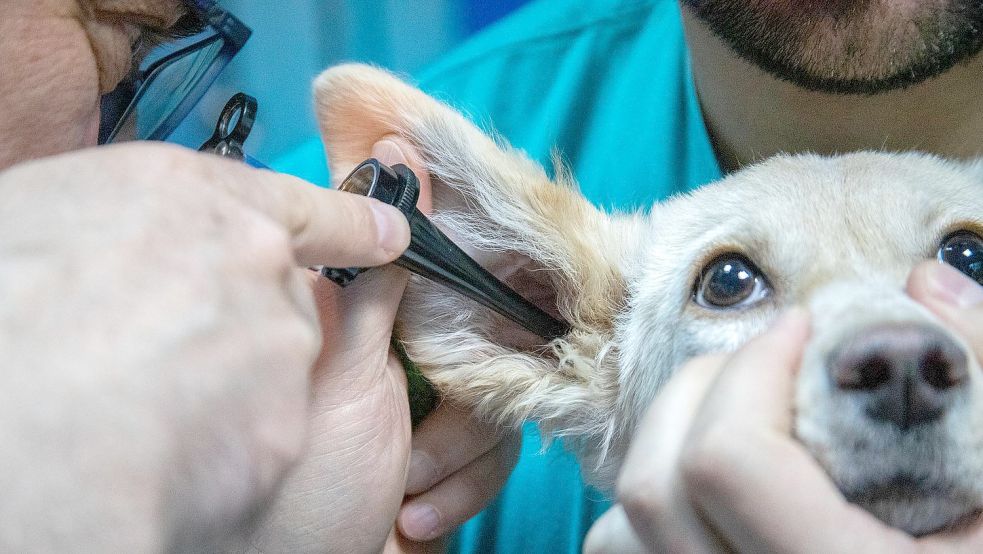 Gesundheitsvorsorge rettet Leben: Das gilt auch bei Haustieren. Foto: Pixabay