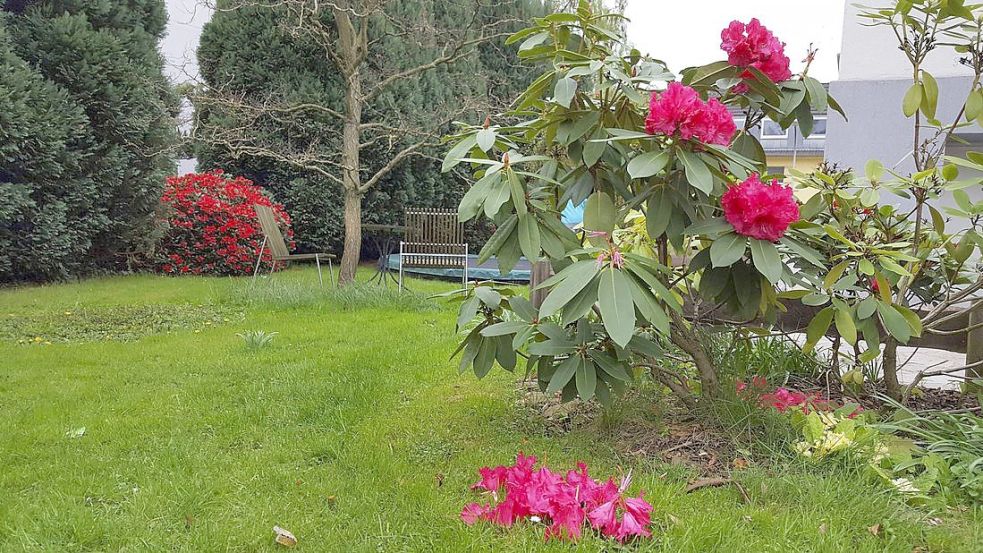 So sehen viele Gärten hierzulande aus: Thuja-Büsche (hinten), Rhododendron (vorne rechts), Rasen. Foto: imago images/blickwinkel/fotototo