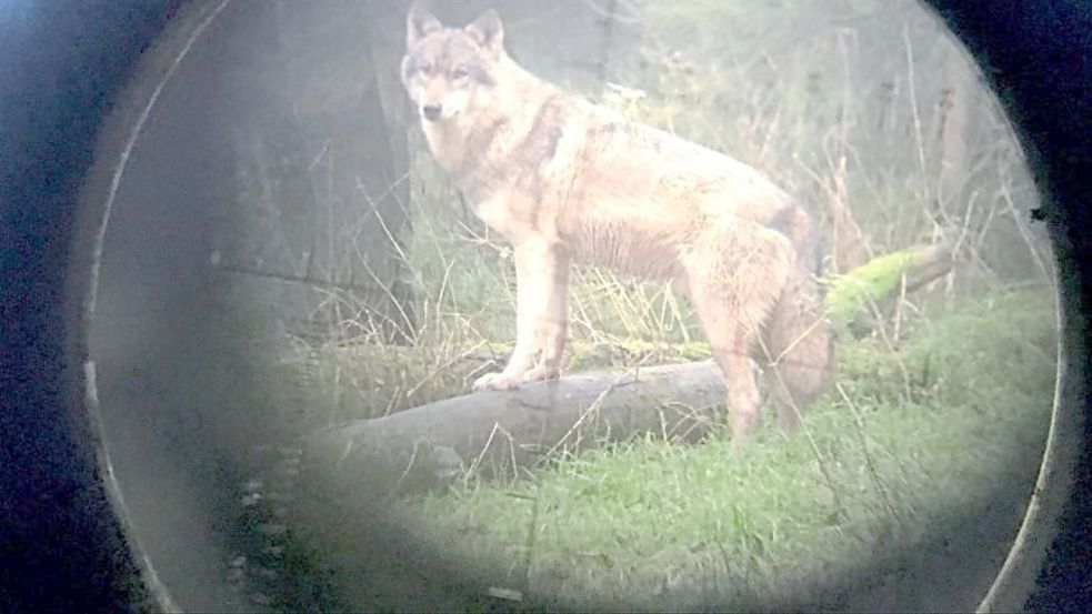 Der Wolf im Fadenkreuz: Weil die Raubtiere immer wieder Schafe und andere Nutztiere reißen, fordern gerade Weidetierhalter eine Bejagung der Wölfe in Deutschland. So einfach sei das aber nicht, heißt es aus dem Bundesumweltministerium. Foto: dpa