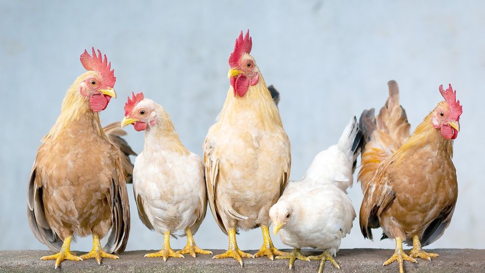 In Bunde wurden mehrere Hühner gestohlen. Symbolfoto. Pixabay