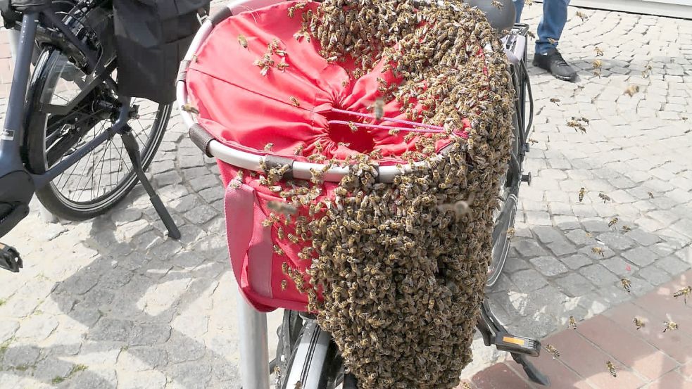 Imposant: Das ist wohl das sicherste Fahrradschloss Ostfrieslands. Foto: Privat