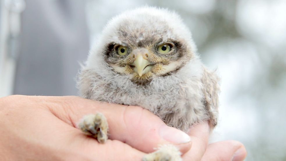 Als Jungvogel besonders putzig: Die Auricher Jägerschaft setzt auch auf den Steinkauz als Sympathieträger. Foto: Bergmann