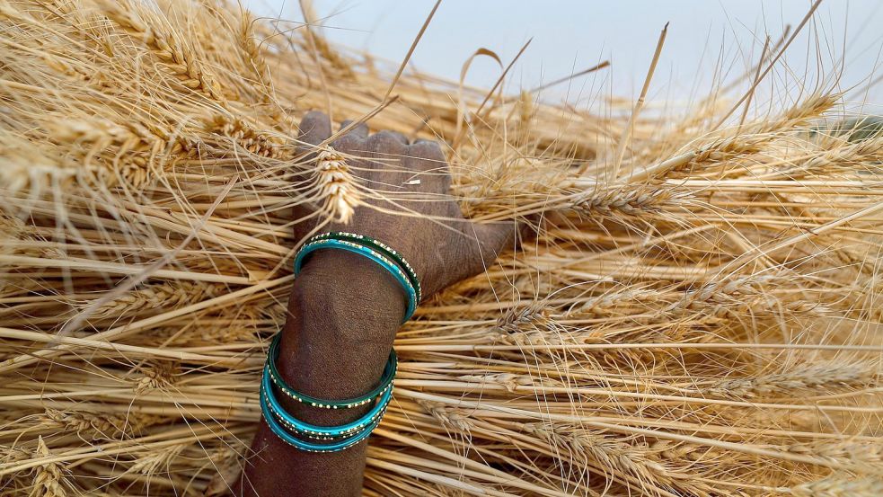 Ein Bauer im indischen Bundesstaat Uttar Pradesh mit einem Bündel Weizenähren in der Hand. Der zweitgrößte Weizenproduzent Indien hat den Export von Weizen mit sofortiger Wirkung verboten. Foto: Rajesh Kumar Singh/AP/dpa