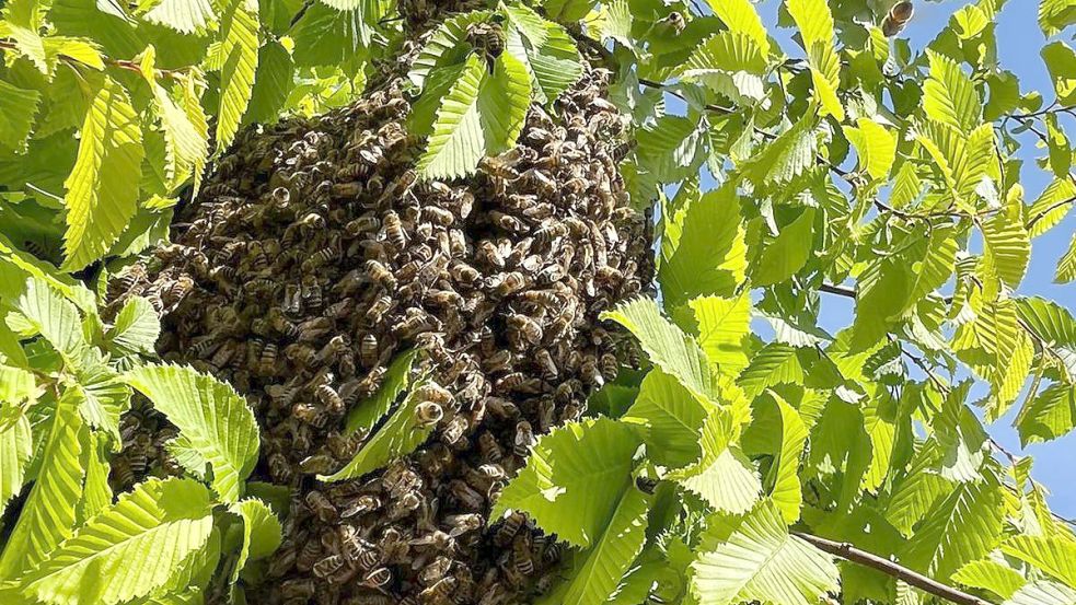 Erneut hatte der Schwarm eine stattliche Größe von rund 20.000 Bienen. Foto: privat