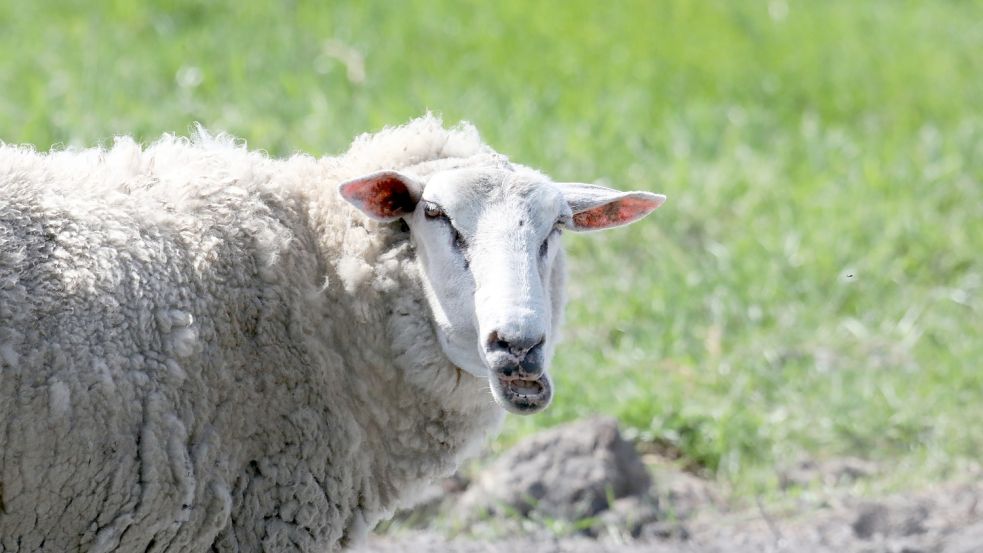 Schafe, Kühe und Pferde sind am Freepsumer Meer schnell gefunden und fotografiert – bei der Uferschnepfe gestaltet sich die Sache schwieriger. Foto: Hock