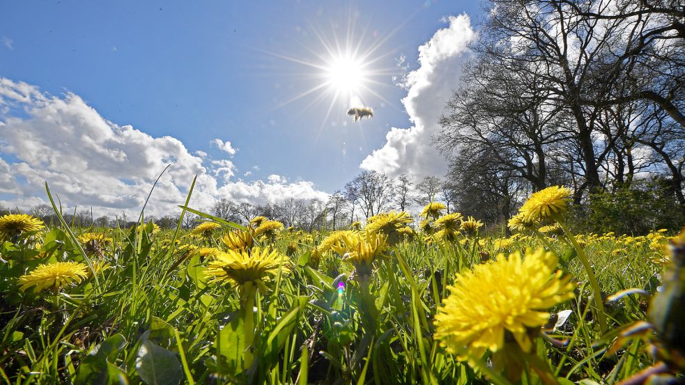 Um Bienen glücklich zu machen, reicht es schon, Löwenzahn im Gras nicht gleich abzumähen. Foto: Ortgies