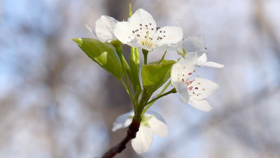 So hübsch wie dieses Exemplar blüht seit Kurzem eine neu gepflanzte Wilde Vogelkirsche in Wiesmoor. Foto: Pixabay