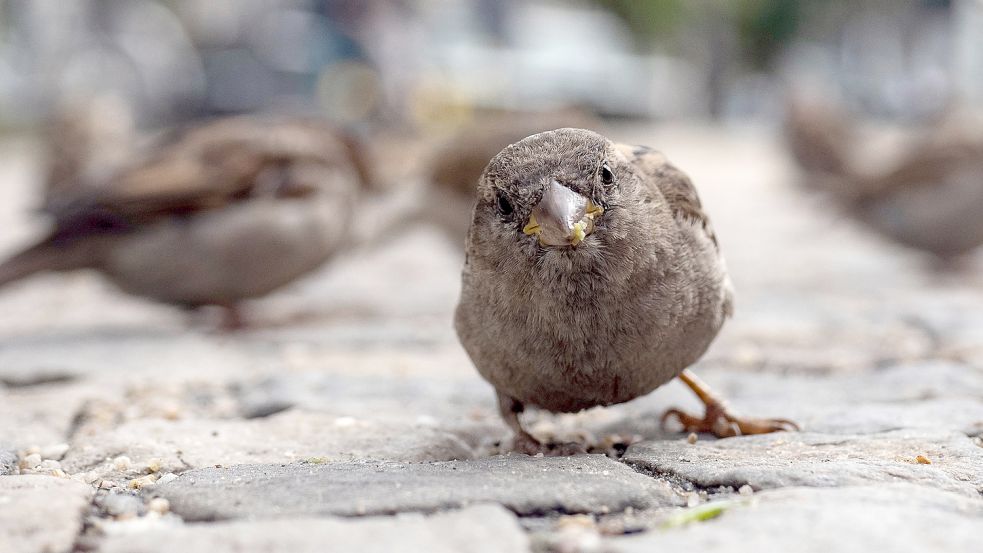 Spatzen bleiben die am häufigsten beobachteten Vögel in Ostfriesland. Foto: dpa