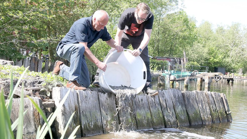 Hilko Nieland (links) und Marco Ubben vom BVO bringen Aale im Uphuser Meer aus. Foto: Hock