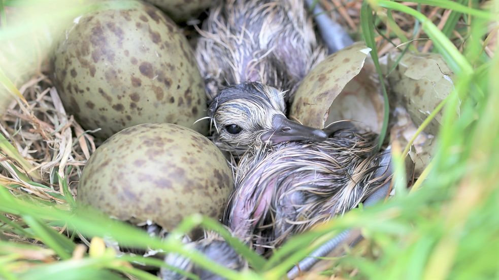 Diese Brachvogel-Küken schlüpfen alle gemeinsam. Zwei haben es bereits geschafft. Foto: Böning