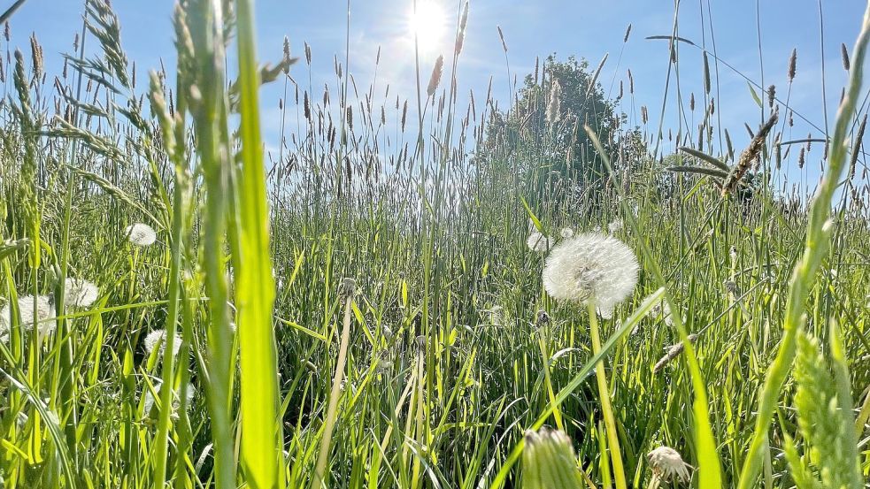 Wilde Wiese: Auf der Fläche, die die Kommune für das Projekt im Blick hat, hat schon jetzt die Natur das Sagen. Foto: Janßen