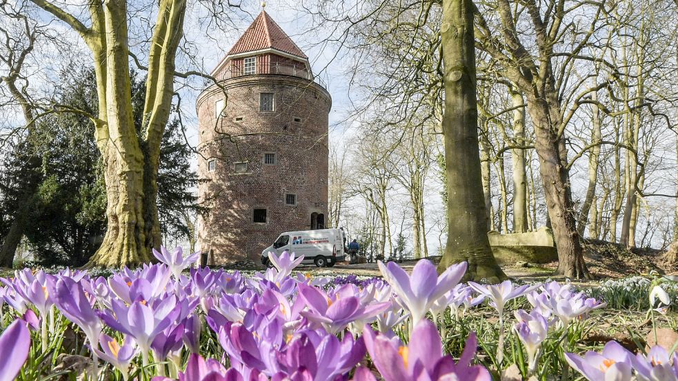Krokusse blühen alljährlich im Frühjahr bei der Burg in Stickhausen. Foto: Ortgies/Archiv