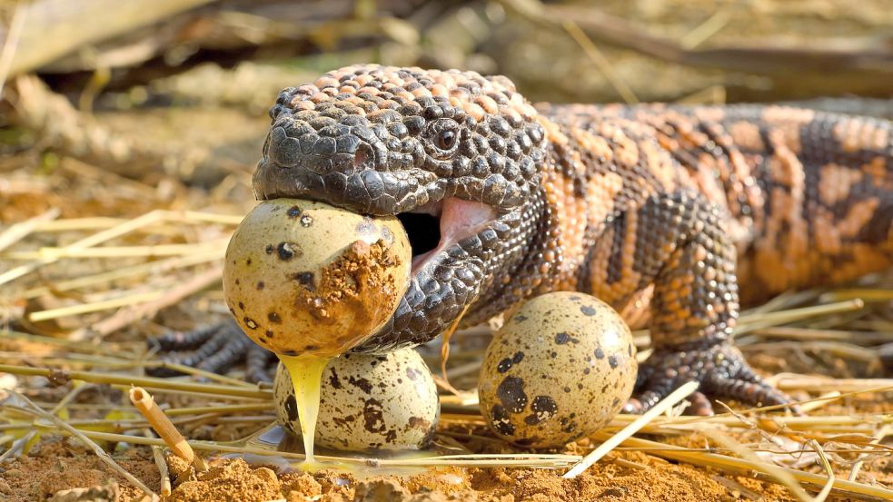 Von der Gila Krustenechse isolierten Forscher eine Giftkomponente, die als Mittel zur Blutzuckersenkung eingesetzt wird. Foto: imago images / imagebroker (Symbolbild)