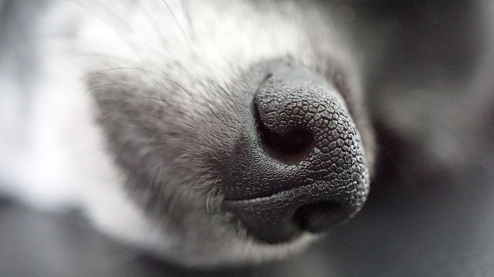 Geht es einem Hund schlecht, ist der Halter gefragt, gemeinsam mit dem Tierarzt die richtige Lösung zu finden. Symbolfoto: Pixabay