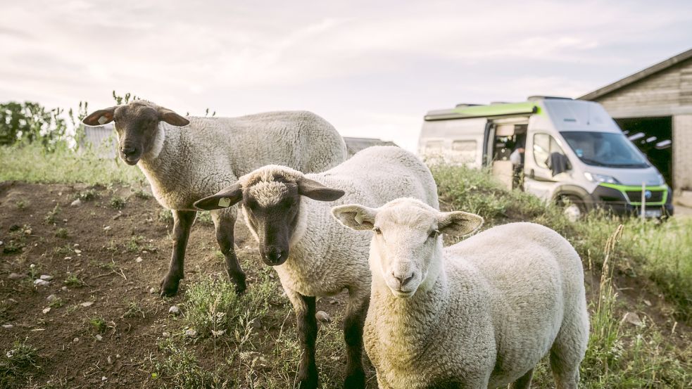 Schlafplatz neben dem Schaf: Dieses Bild stammt von einem Hof, der über Landvergnügen mit dem Wohnmobil angesteuert werden kann. Etwas Ähnliches möchte man in Jemgum möglich machen. Foto: Krippendorf/Landvergnügen