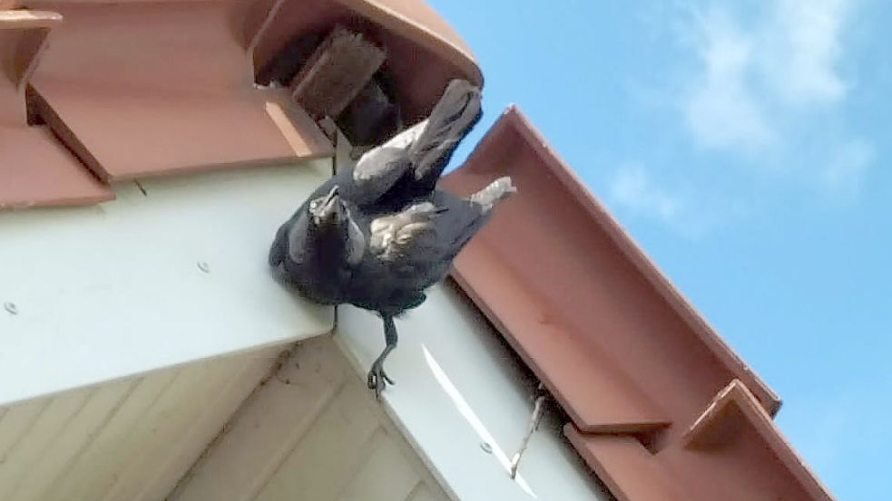 Mit einer Kralle hing der Vogel in der Kunststoffverkleidung des Giebels fest. Foto: Wolters