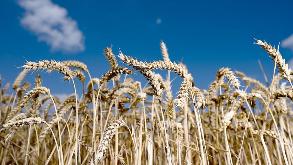 Der Krieg in der Ukraine wird die weltweite Hungersnot verstärken, wenn keine Lösung für den Export gefunden wird. Foto: Arne Dedert