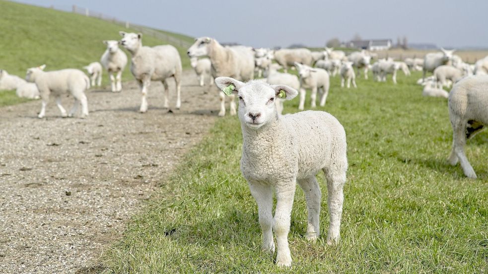 Lämmer dürfen nur auf den Deichen grasen. Foto: privat