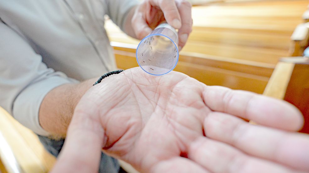 Die Freilassung der Schlupfwespen: Statt sich auf dem Handteller von Thomas Hansen zu setzen, fliegen sie gleich davon. Foto: Lüppen