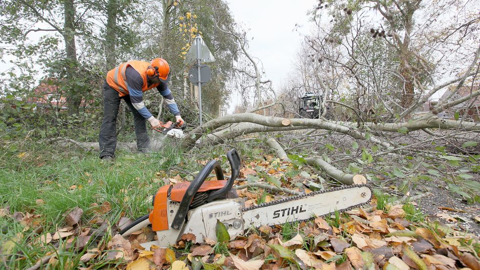 In Emden dürfen nur bestimmte Bäume ohne Genehmigung gefällt werden, sonst drohen empfindliche Strafen. Foto: Ortgies/Archiv