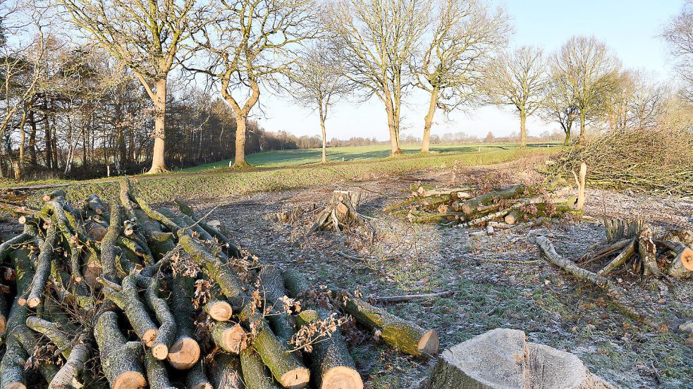 Im Januar 2020 wurde südlich der Burenmoorstraße in Holtland damit begonnen, Bäume zu fällen. Rund 1450 wurden laut Behördenangaben gerodet. Foto: Stromann