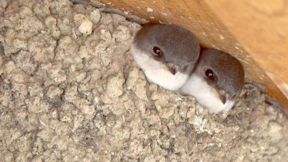 Mehlschwalben-Junge blicken aus einem Nest unter einem Dachvorsprung. Für den Nestbau wird feuchter Lehm benötigt. Foto: Wetter Online