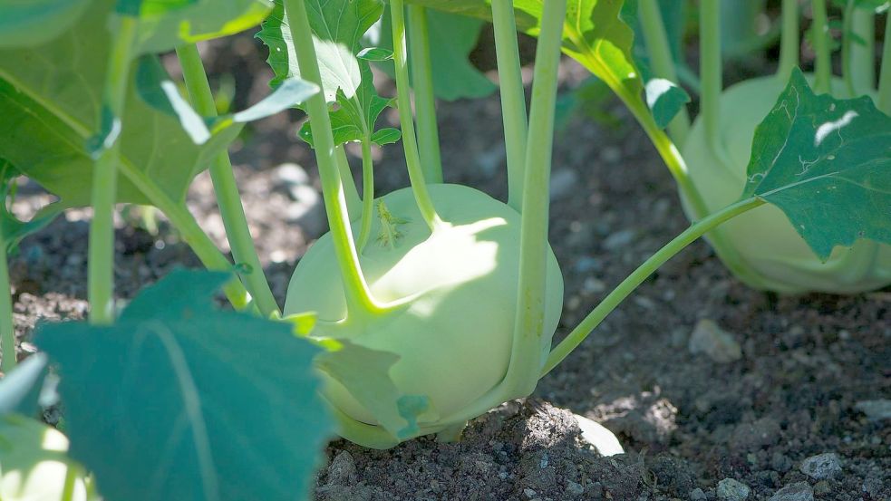 Lecker: So gesund sehen Kohlrabipflanzen aus, wenn sie nicht von Kohlhernie befallen werden. Foto: pixabay