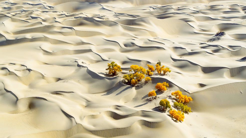 Terra X - Unser grüner Planet: In der Taklamakan-Wüste in China wachsen speziell angepasste Pappeln unter härtesten Bedingungen. Foto: ZDF/Paul Wlliams
