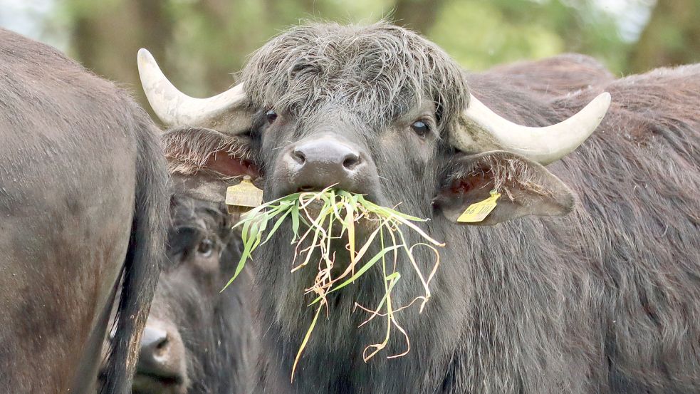Könnten Wasserbüffel auf moorigen Böden die ostfriesische Milchkuh als landwirtschaftliches Weidetier ablösen? Foto: Weigel/dpa