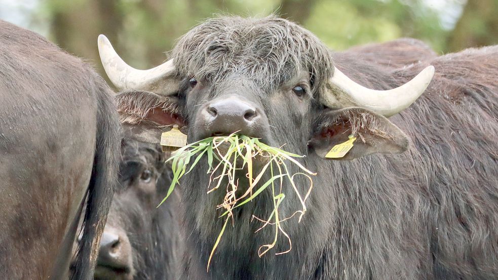 Könnten Wasserbüffel auf moorigen Böden die ostfriesische Milchkuh als landwirtschaftliches Weidetier ablösen? Foto: Weigel/dpa