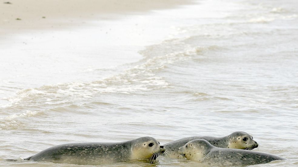 Die maritimen Schutzgebiete bieten unter anderem Seehunden einen Lebensraum. Foto: Ingo Wagner/dpa