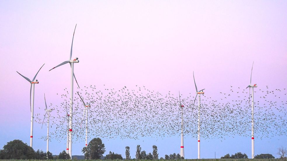 Die Rotorblätter von Windkraftanlagen können für vorbeifliegende Vögel sehr gefährlich sein. Foto: dpa/Patrick Pleul