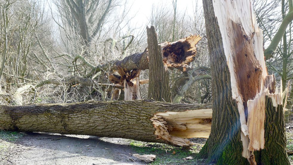 Auf dem Radweg zwischen der Niedersachsenstraße und dem IV. Polderweg gibt es zurzeit kein Durchkommen mehr. Abgeknickte Pappeln versperren den Weg. Die Verbindung bleibt deshalb bis zum Herbst gesperrt. Foto: F. Doden