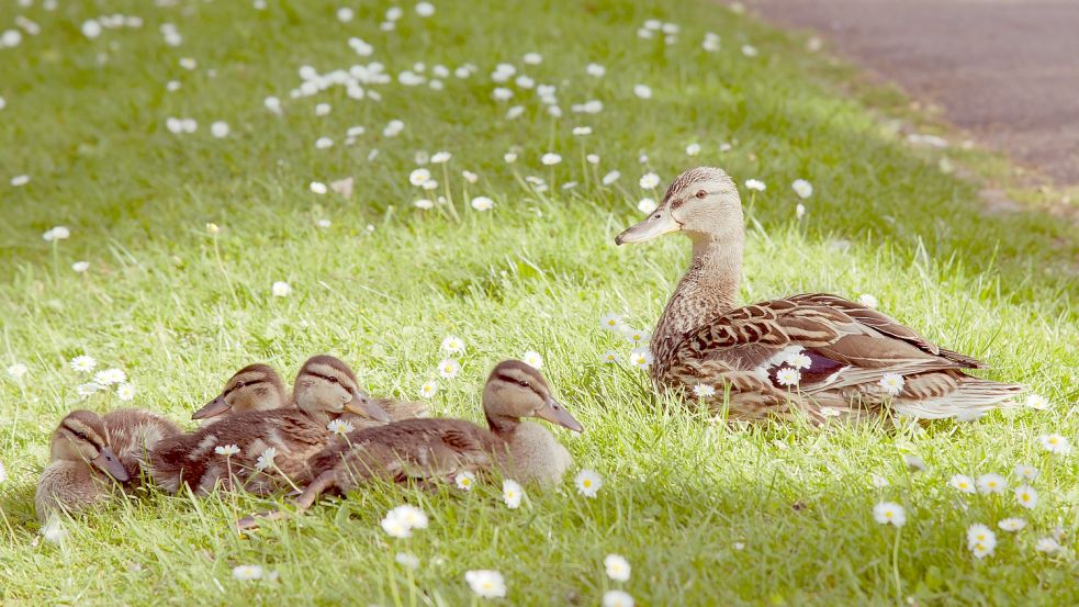 An Straßen kann es für Enten gefährlich werden. Symbolfoto: Pixabay