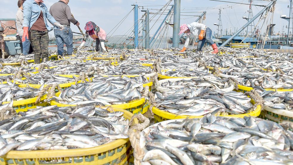 Überfischung gehört zu den größten Problemen für die Gesundheit unserer Meere und ihre Bewohner. Viele Arten gelten bereits als überfischt. Foto: Song Weiwei/XinHua/dpa