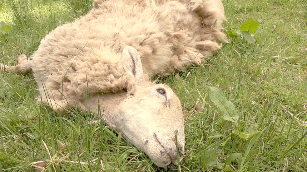 Ein Schaf von Karsten Bode aus Schwanewede. Mutmaßlich von einem Wolf attackiert. Der Tierhalter ist verzweifelt. Er hatte seine Tiere mit Strom, Stacheldraht und einem 1,70 Meter hohen Zaun in Sicherheit gewähnt. Foto: NonstopNews