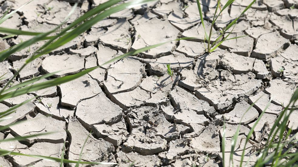 Auch in Deutschland kommt es zu Dürreperioden, um das Grundwasser steht es im internationalen Vergleich nicht sehr gut. Foto: dpa/Bernd Wüstneck