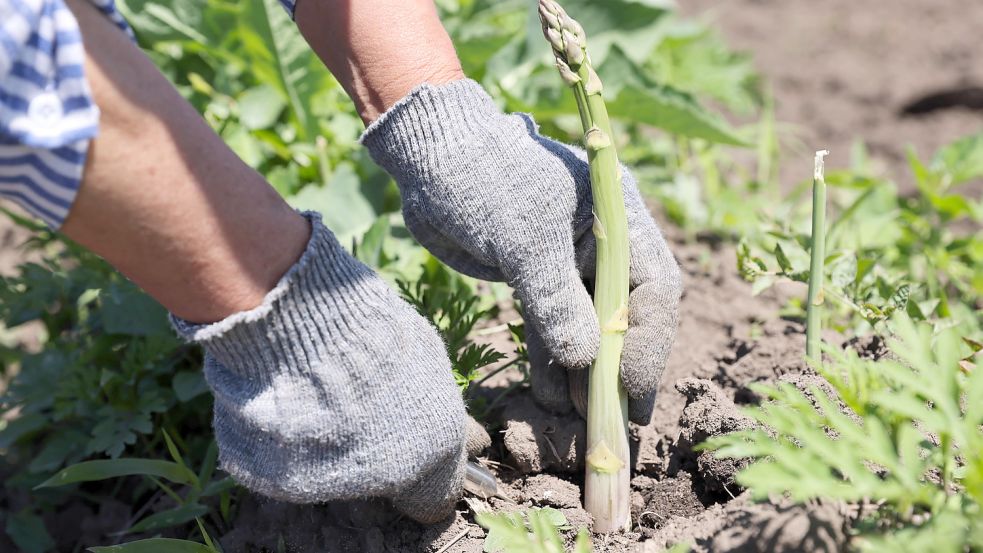 In diesem Jahr mussten die Spargelbauern in Deutschland Umsatzeinbußen hinnehmen. Foto: imago images/ITAR-TASS
