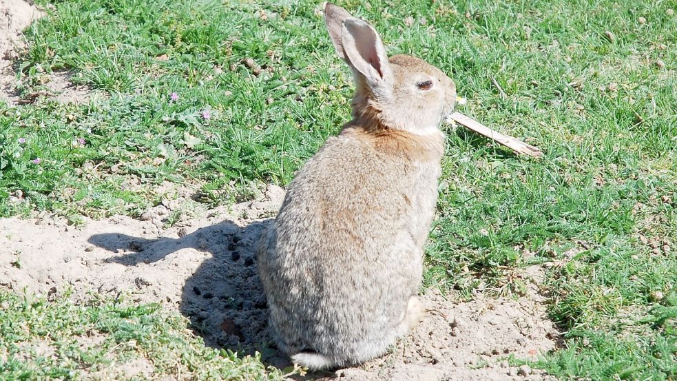Nur auf dem Foto alleine: dieses Borkumer Wildkaninchen. Foto: Ferber