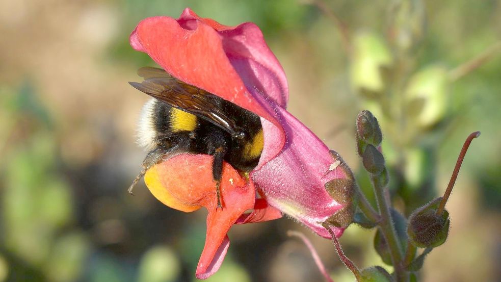 Eine Hummel verschwindet fast in der Blüte eines Löwenmäulchens. Dort findet sie gute Nahrung. Foto: pixabay