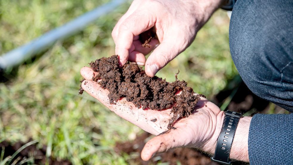 Uwe Schröder, Koordinator für klimaschutzorientierte landwirtschaftliche Moorflächenbewirtschaftung der Landwirtschaftskammer Niedersachsen, schaut sich die Erde der Hochmoorflächen an. Mit 1,4 Millionen Euro fördert das Land Niedersachsen Forschungsvorhaben zur künftigen landwirtschaftlichen Nutzung von Moorflächen. Sie sollen unter anderem die Frage klären, welche Möglichkeiten Landwirte für eine klimaschonende Bewirtschaftung haben und welche Folgen dies für die Höfe und die regionale Wirtschaft hat. Foto: Schuldt/dpa