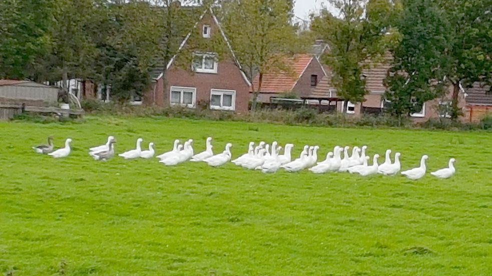 Der Schnappschuss stammt aus dem Jahr 2017. Schon damals fühlten sich die Gänse in Petkum wohl. Allerdings konnten sie sich auf im noch unbebauten Baugebiet noch recht frei bewegen. Foto: Privat