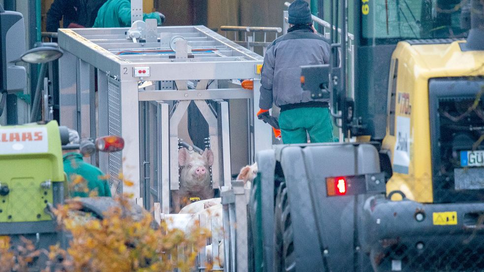 Ein Schwein wird auf einem Betrieb in Mecklenburg-Vorpommern nach dem Nachweis der Afrikanischen Schweinepest getötet. Ähnliche Szenen spielen sich gerade in Niedersachsen und Brandenburg ab. Foto: DPA