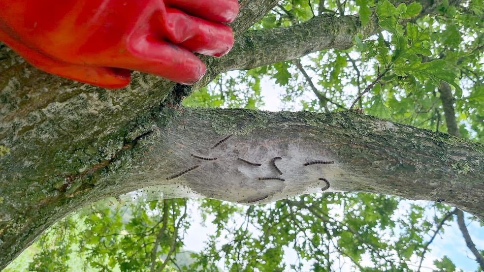Von klein bis groß: Nester des Eichenprozessionsspinner können verschiedene Größen haben. Foto: privat.