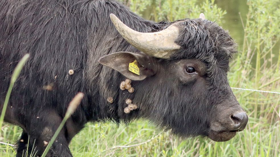 Wasserbüffel können moorige Flächen beweisen und damit einen Beitrag zum Klimaschutz in der Landwirtschaft leisten. Foto: Weigel/dpa