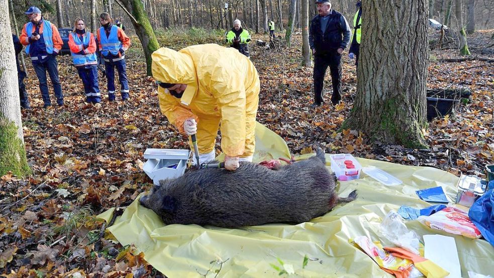 Die Afrikanische Schweinepest ist für Schweine so gut wie immer tödlich. Sie breitete sich von Osteuropa in Richtung Deutschland aus, wo sie vor allem in den östlichen Bundesländern grassiert. Foto: Marcin Bielecki/PAP/dpa